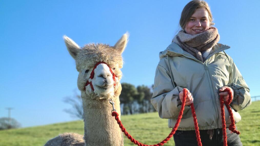 Una mujer paseando una alpaca en Mount Edgcumbe, cerca de Plymouth