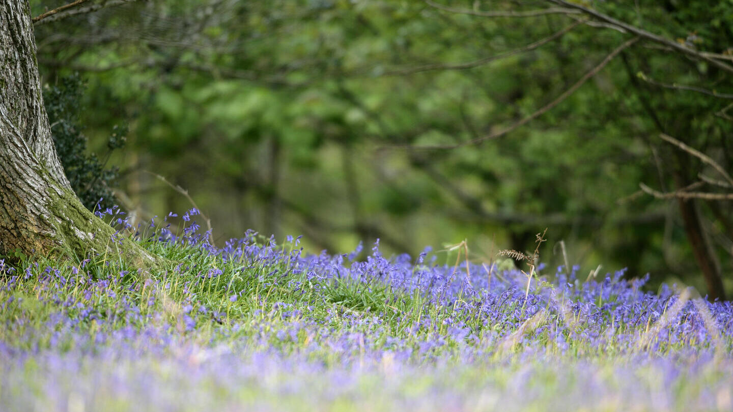 Un campo di campanule nella New Forest