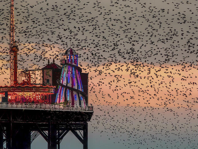 Large flock of birds at sunset over a fairground on a pier