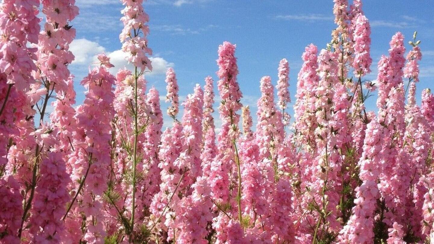 Close up of pink coloured flower blossoms