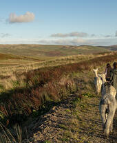 A group of Alpaca trekking in the Cheviot Hills