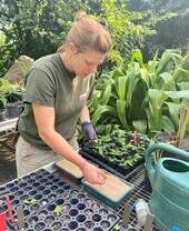 Woman propagating seeds in a green house at the Eden Project