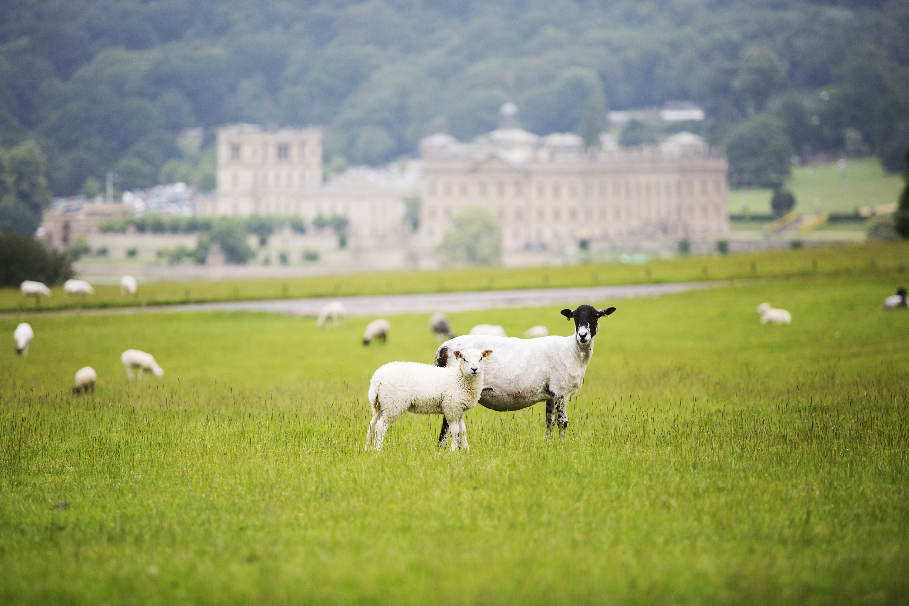 Ein Feld mit grasenden Schafen vor Chatsworth House im Peak District