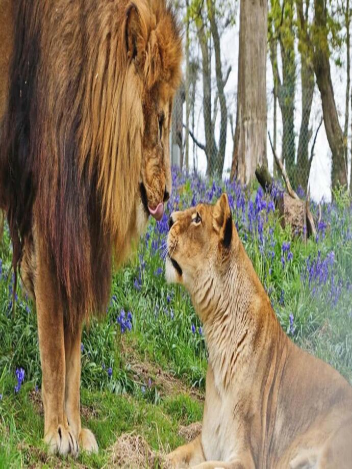 A lion and lionness looking at each other in Dartmoor Zoo