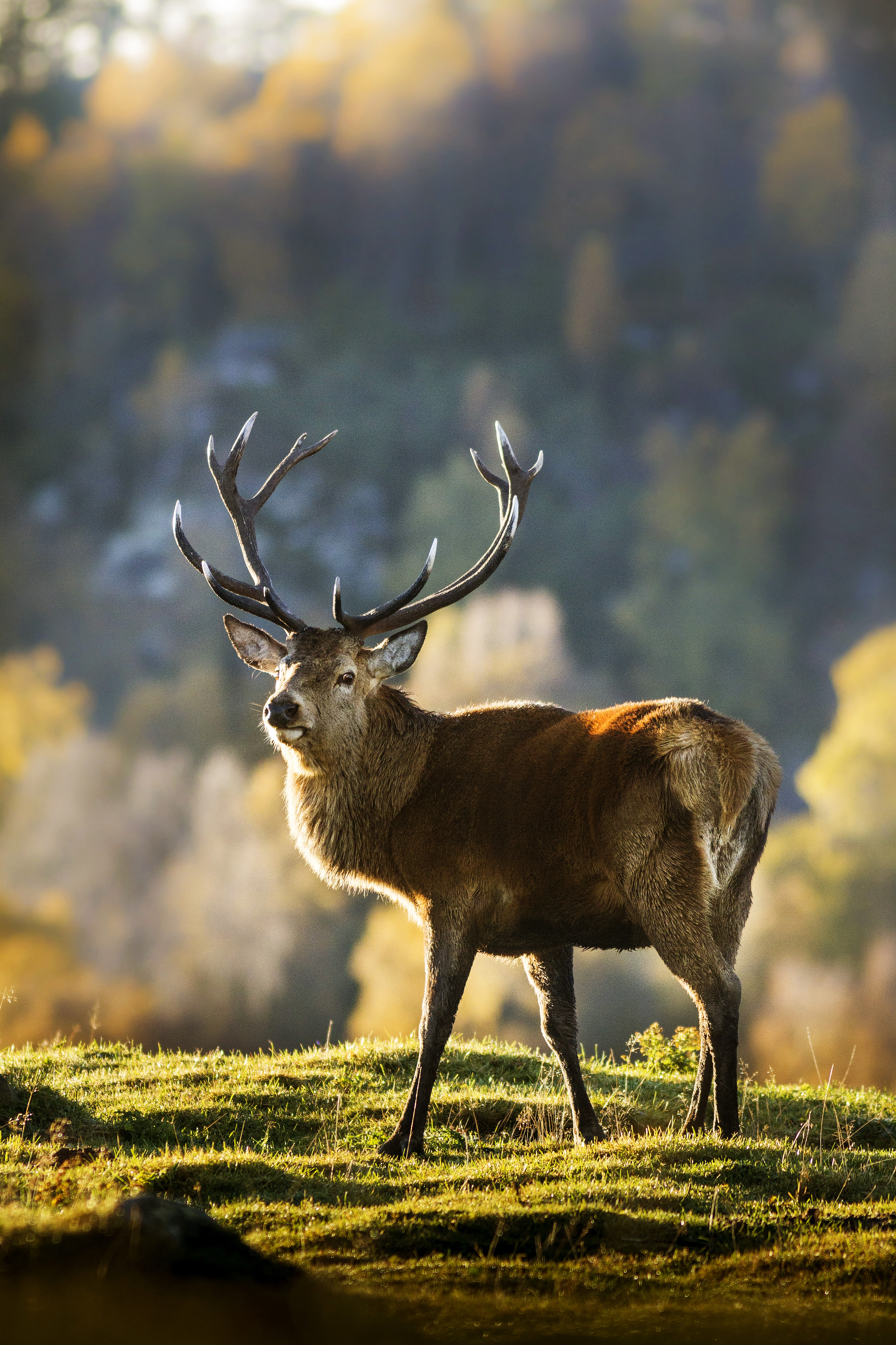 Un cerf élaphe dans un parc animalier à Kincraig.