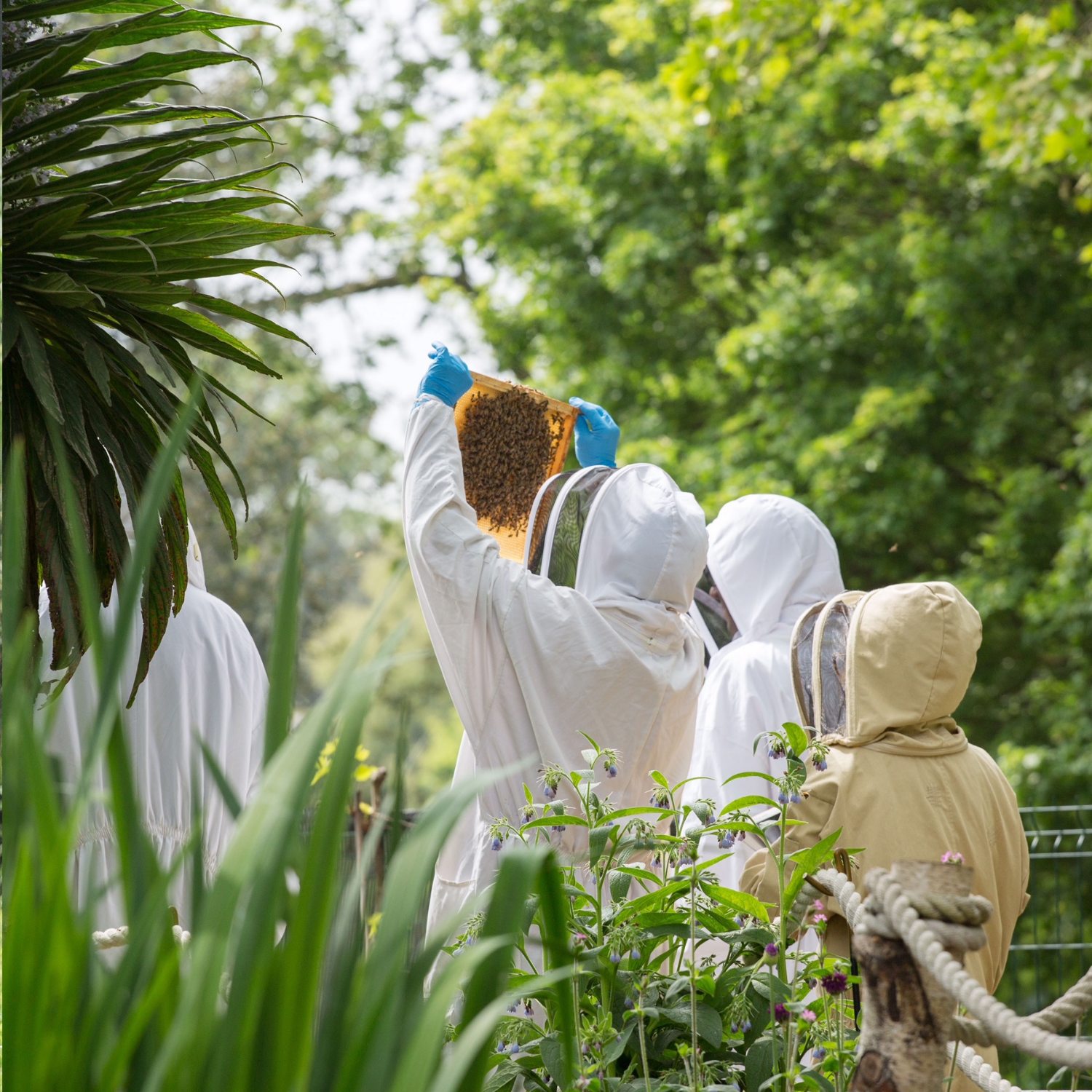 People in protective clothing taking part in a beekeeper experience.