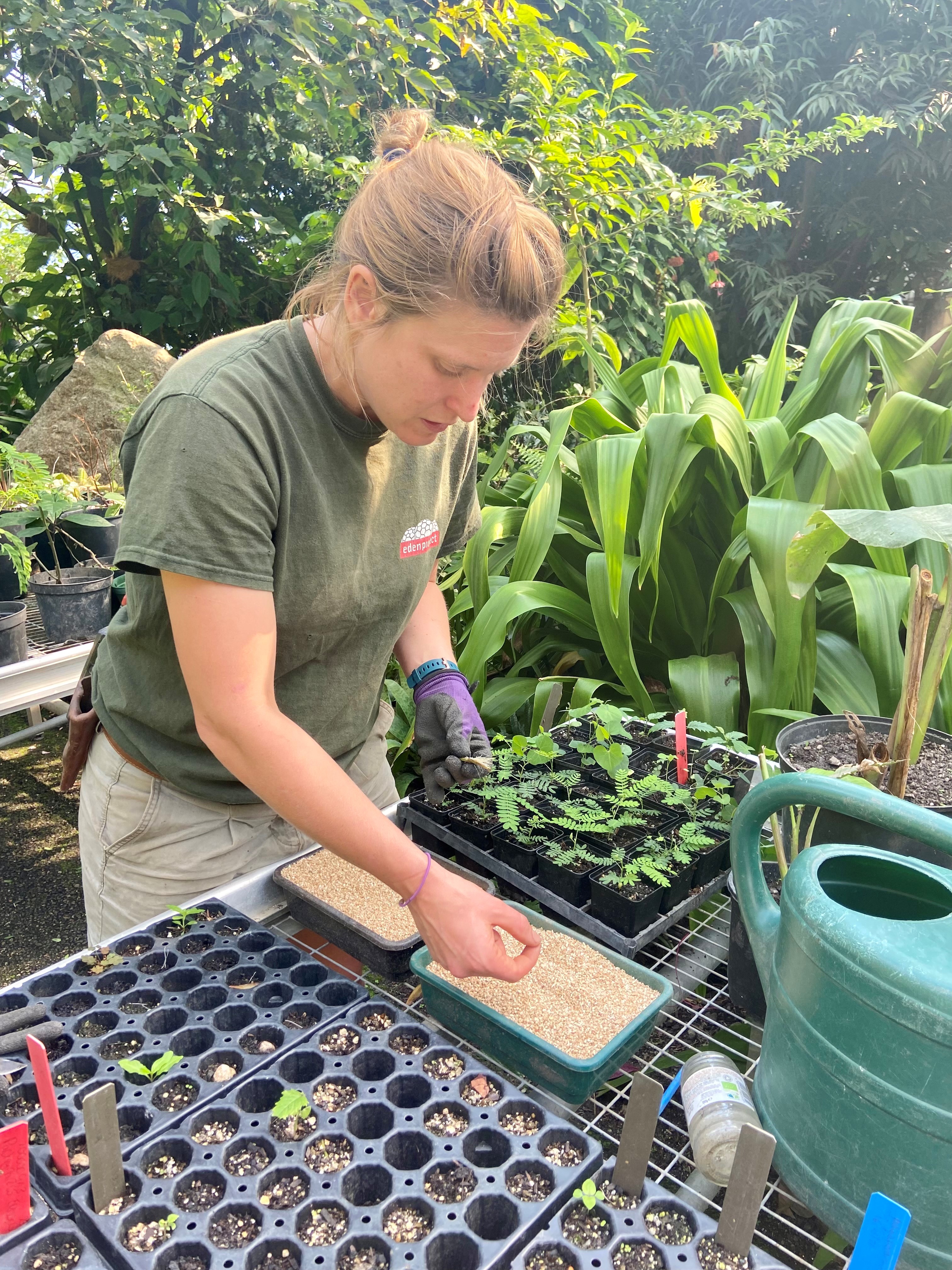 Woman propagating seeds in a green house at the Eden Project