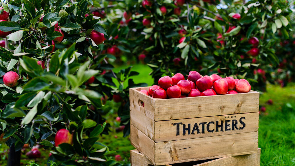 A wooden box filled with apples in an orchard