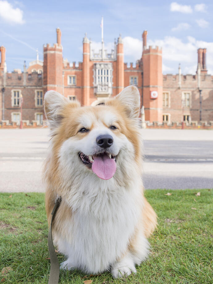 Fluffly dog, wagging it's tongue, sitting on grass outside an English palace.