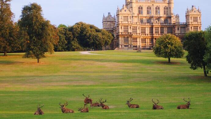 A group of deer lying on the grass in Wollaton Park, a stretch of countryside and gardens surrounding Wollaton Hall