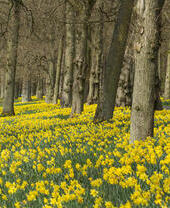 A forest field full of daffodils and trees.