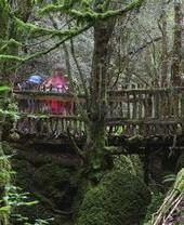 Un puente bajo de madera en el hermoso bosque de Puzzlewood, en el bosque de Dean
