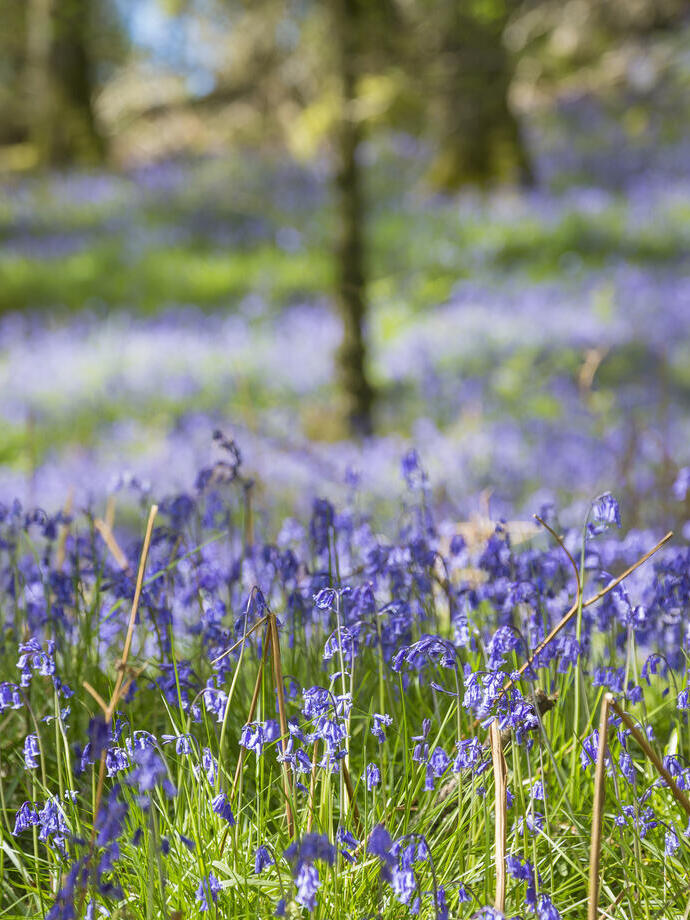 Jacinthes au printemps à Inchcailloch, une île du Loch Lomond située à proximité de Balmaha.