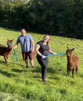 Alpaca Experience at Naze View Farm