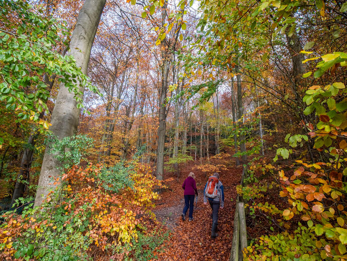 Queen Elizabeth Country Park