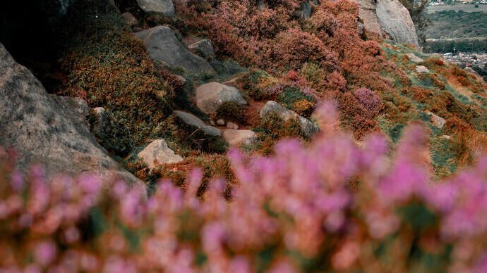 Two people in the distance stood on the edge of a rock looking out to the valley beyond, heather in foreground