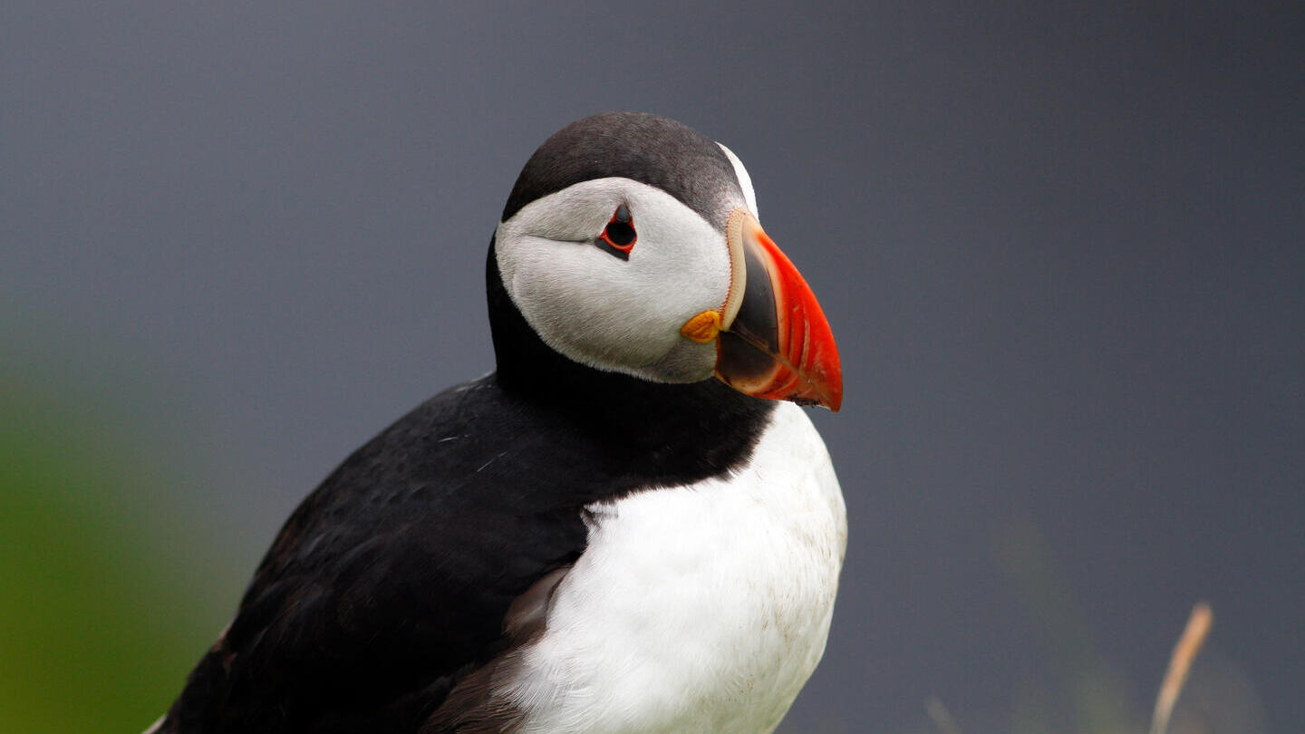 Closeup of a puffin, northern islands of Scotland