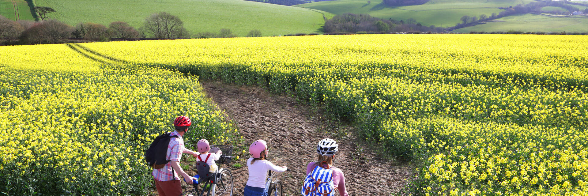 Familie auf Fahrrädern, die im Sommer über ein Feld in Richtung Horizont blickt