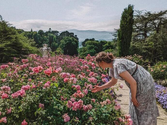 Rosa Blumen in den Bodnant Gardens