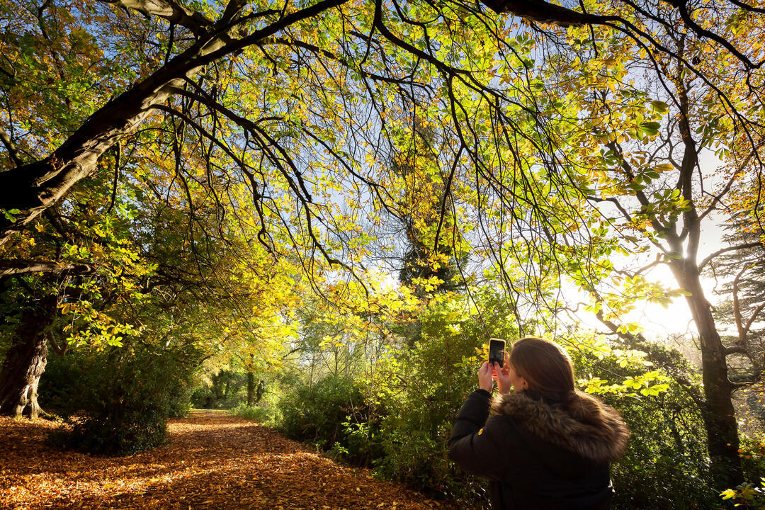 A woman taking a photo on a sunny day in Belvoir Forest, Belfast, Northern Ireland