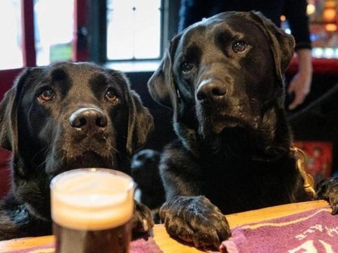 Due labrador neri con una pinta al bar The Ship Inn