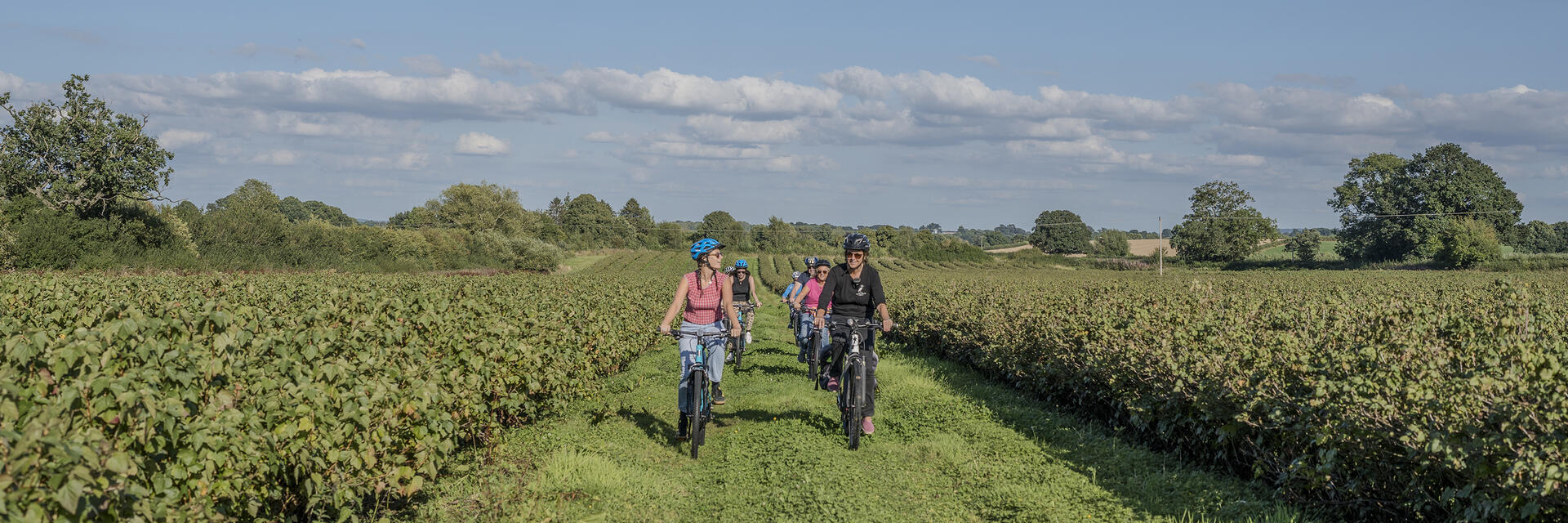 Group of people cycling through a blackcurrant field