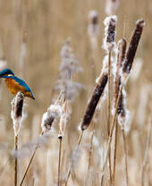 Kingfisher hunting from reed heads at Attenborough Nature Reserve, Nottingham, UK.