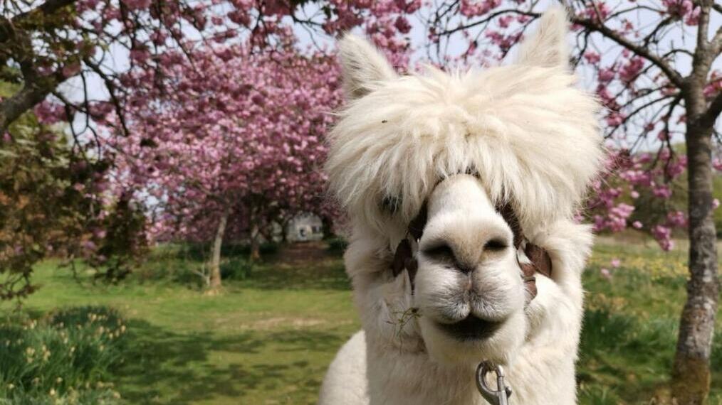 Close up of alpaca with trees in bloom in the background