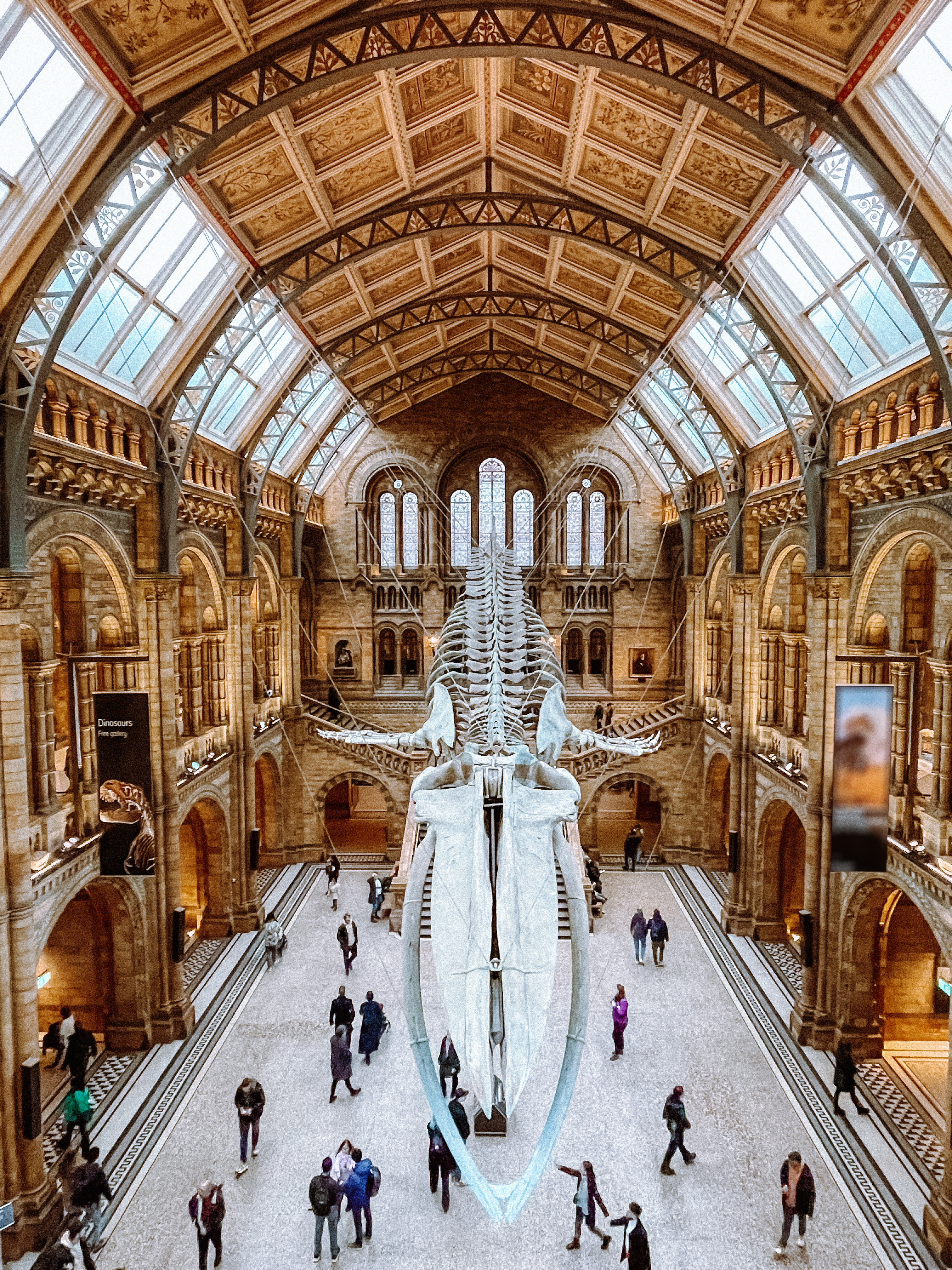 Looking down from a balcony in a museum onto a floating dinosaur skeleton that is suspended
