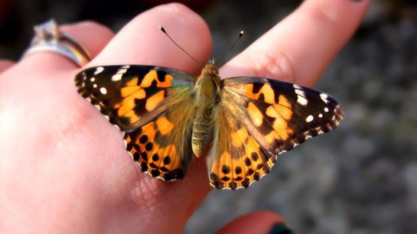 Ein Schmetterling, der auf dem Finger einer Person sitzt