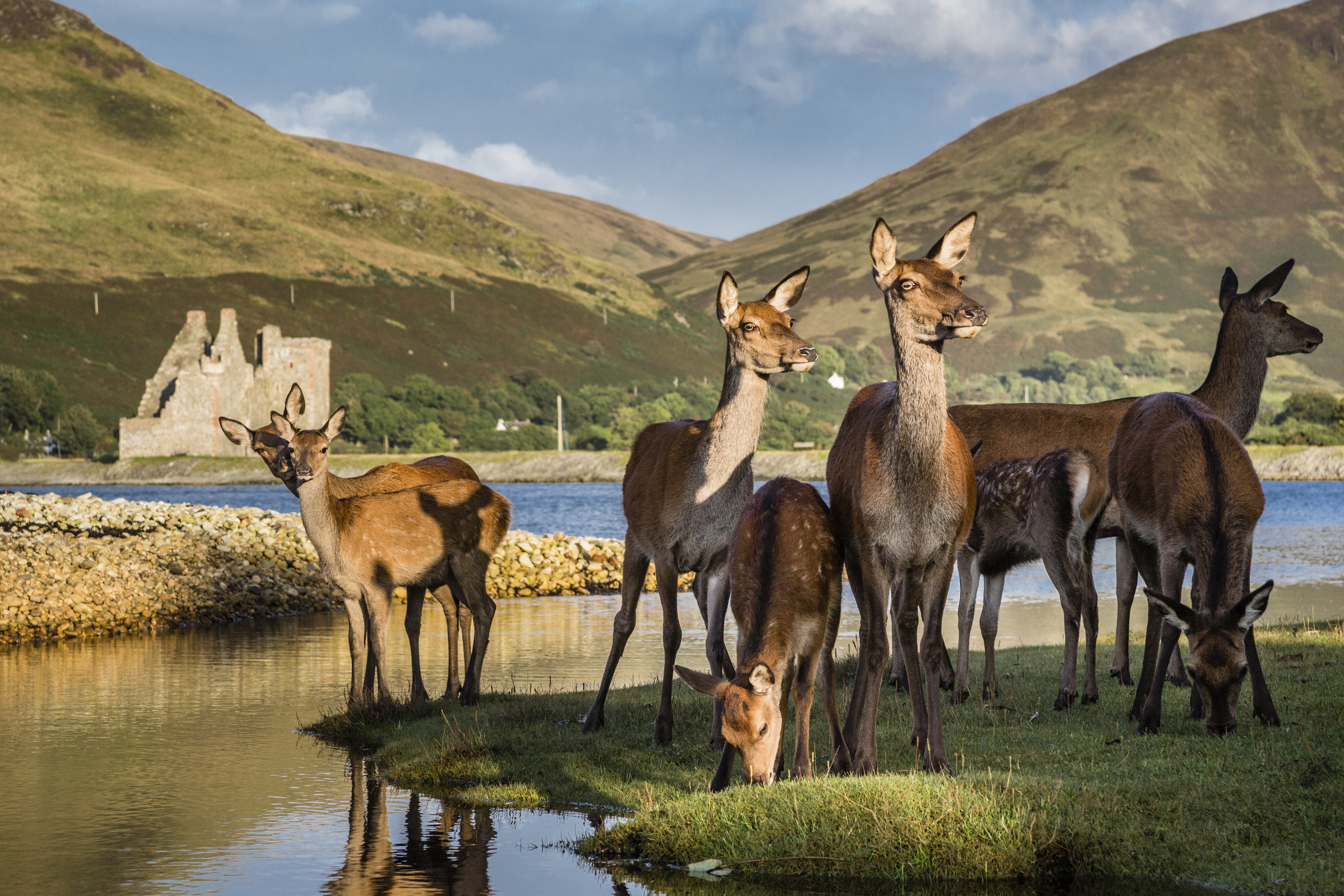 A herd of deer near a lake