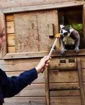 A person feeding a lemur at Askham Bryan Wildlife and Conservation Park