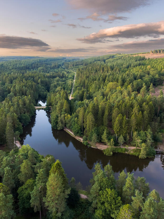An aerial view of of a large forest and its winding river.