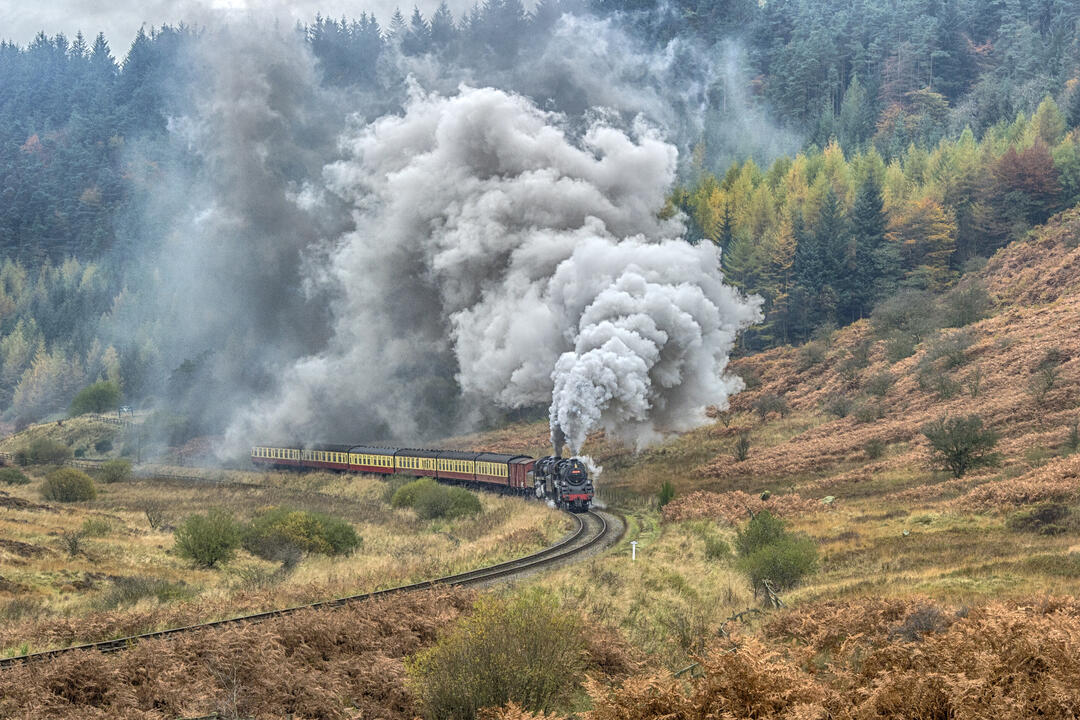A steam train travels through landscape with forest beyond