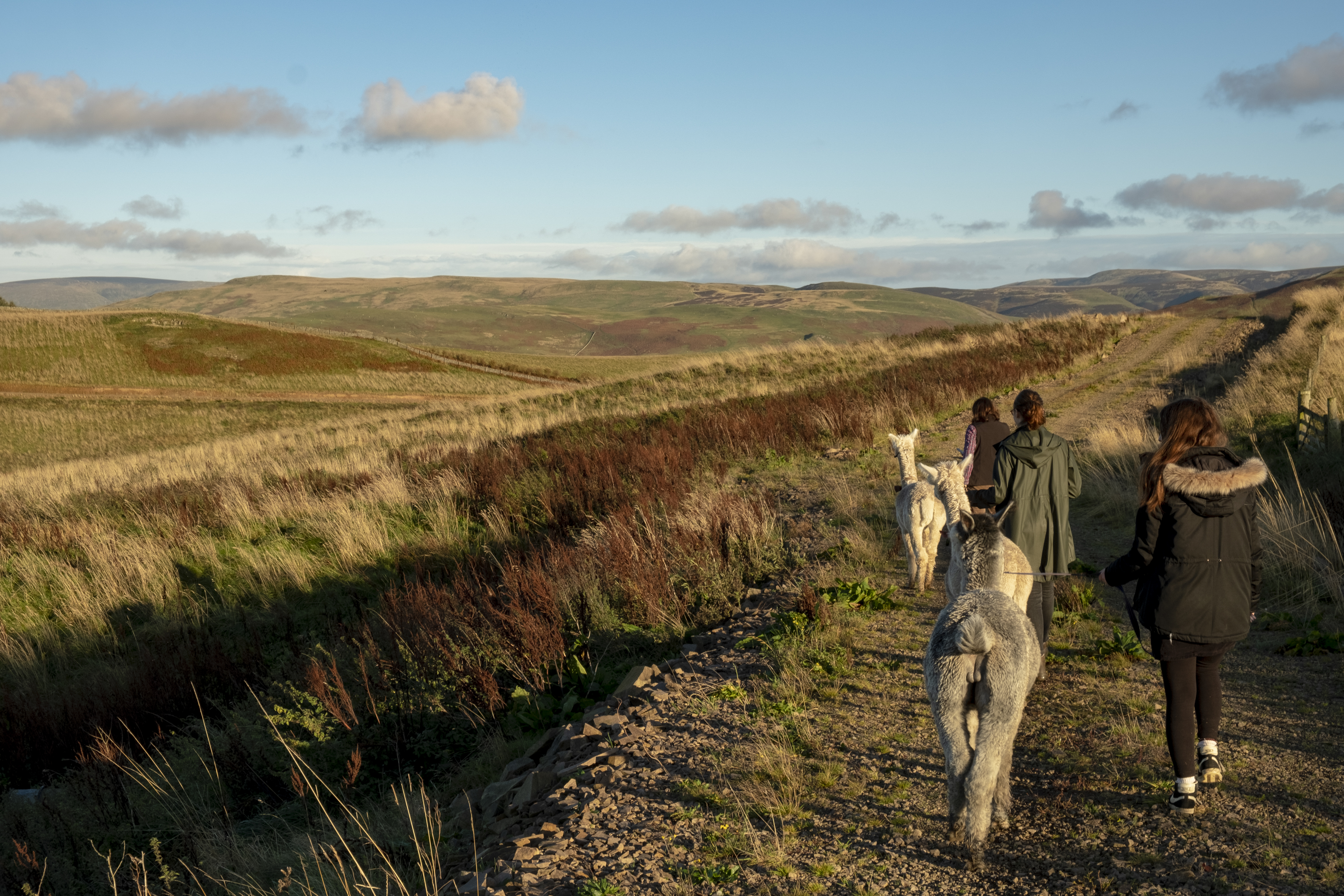 A group of Alpaca trekking in the Cheviot Hills