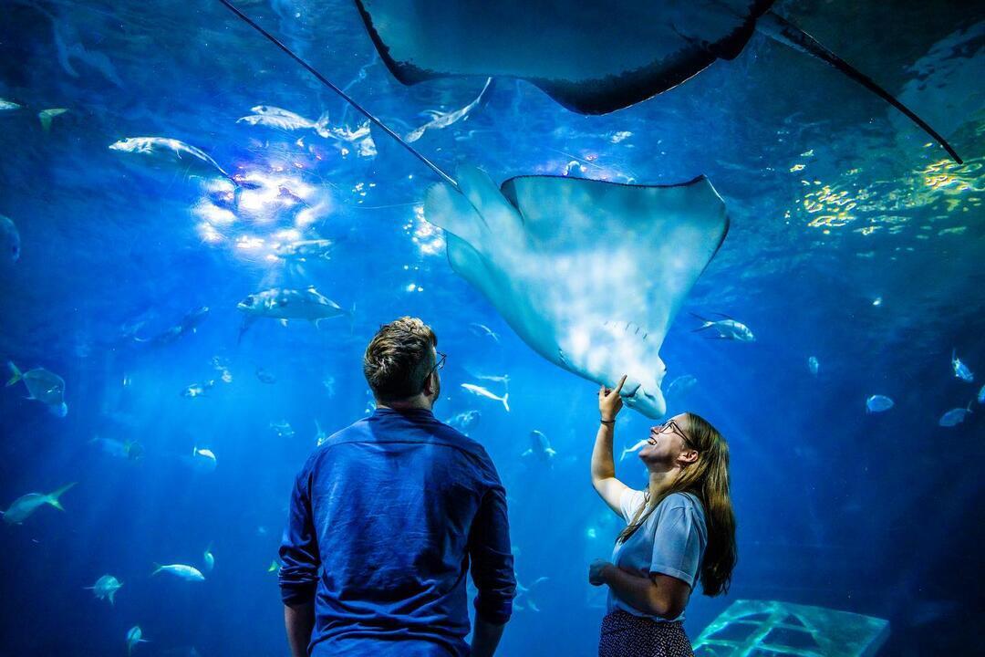 Spring- Two people watching sea life at the National Marine Aquarium
