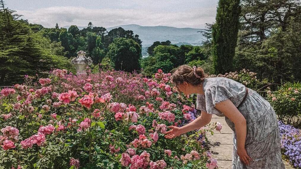 Rosa Blumen in den Bodnant Gardens