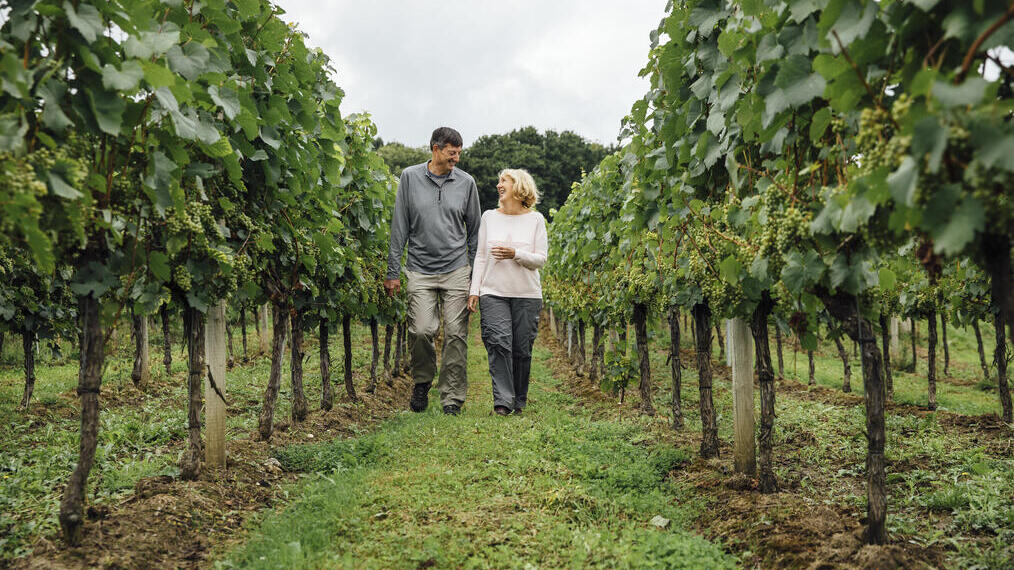 Man and woman walking in between rows of vines on a vineyard