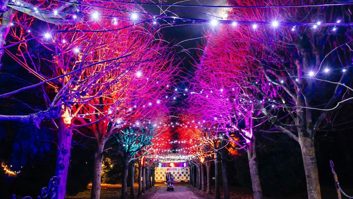 Nighttime view of row of trees lit up by coloured lights