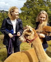 Two women leading an alpaca as part of a walking tour at Holly Hagg Community Farm in Sheffield