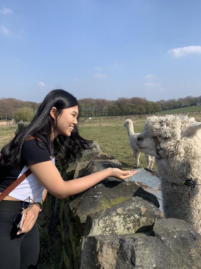 Young girl feeding a white alpace over stone wall