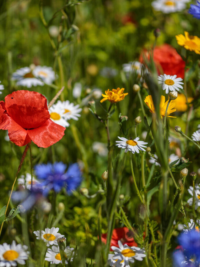 أزهار برية في حديقة مسورة في هيلمزلي، شمال يوركشاير