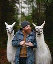 Un hombre barbudo con un gorro de lana sosteniendo dos alpacas blancas