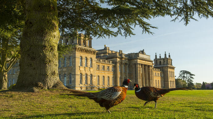Two pheasants on the grass in front of a palace