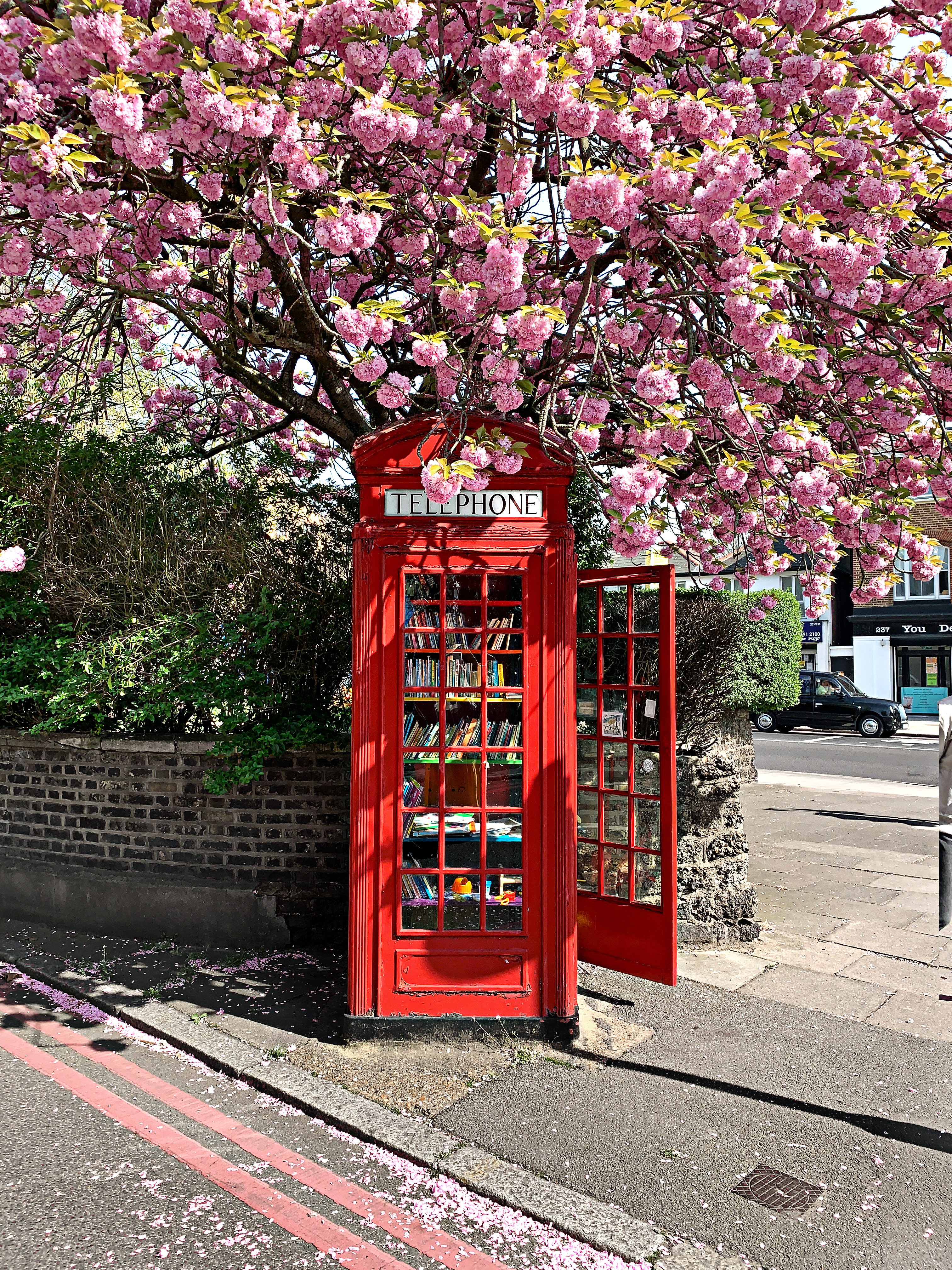 Cabina telefónica roja en una calle bajo un árbol en flor