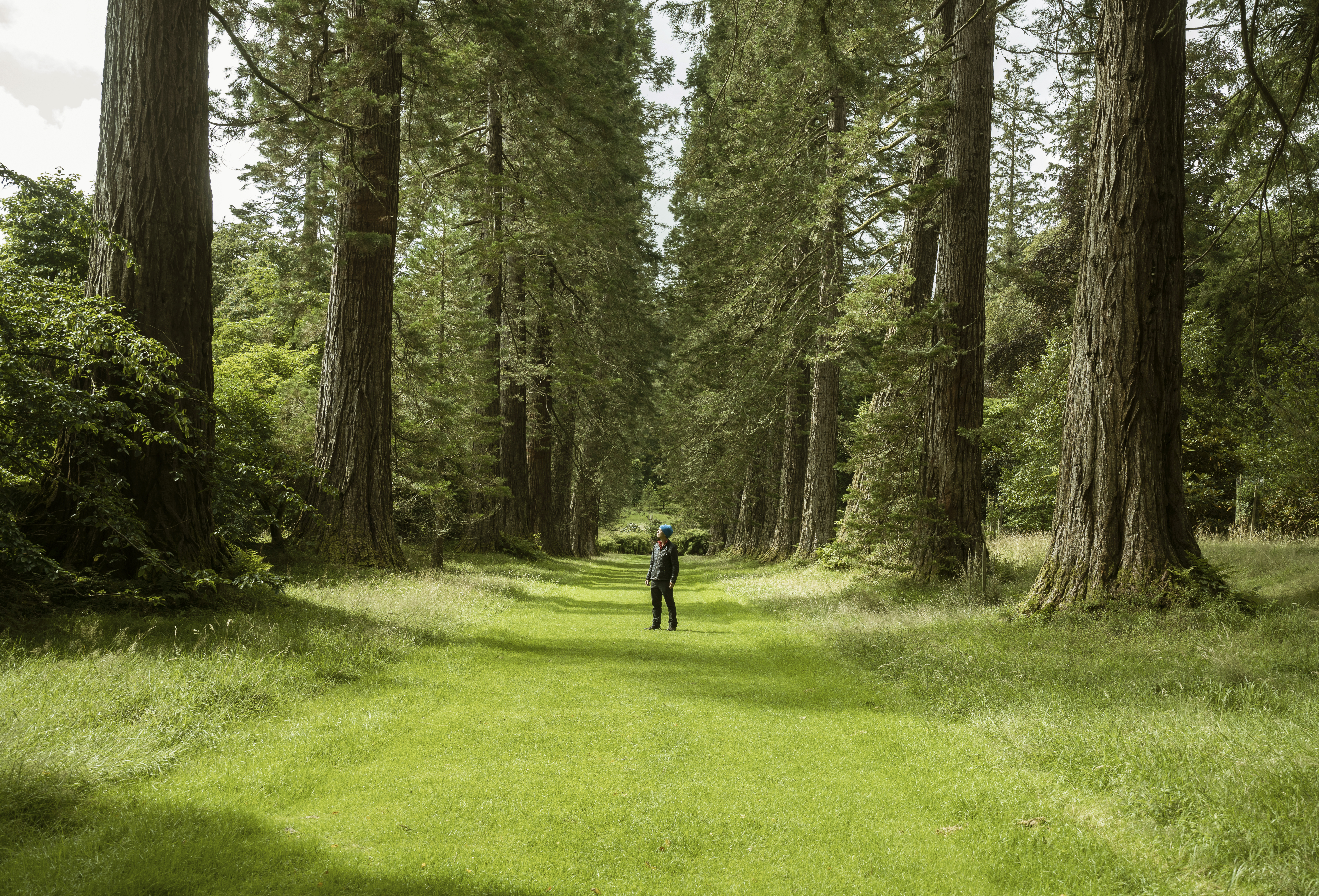Man standing beneath avenue of tall trees at Benmore Gardens
