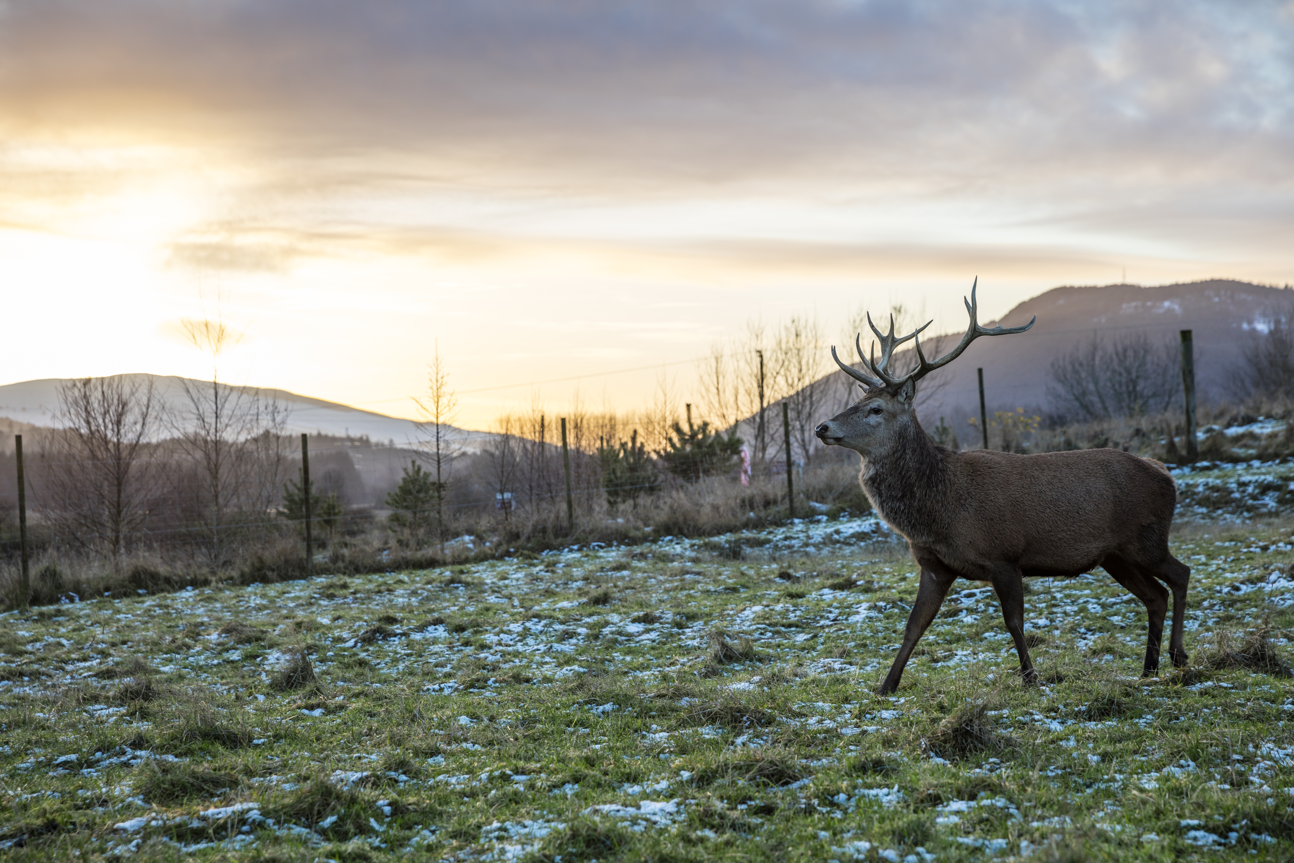 Un cervo con grandi corna in un campo con un leggero strato di neve sul terreno