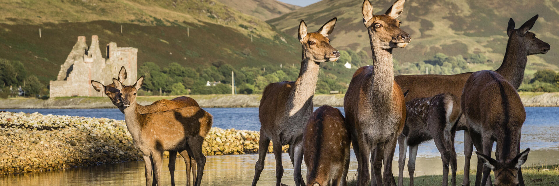 A herd of deer near a lake