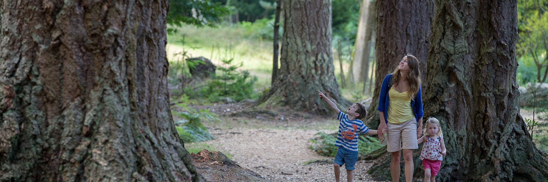 A woman and two children walking through a forest area in the New Forest