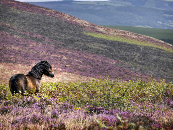 A wild pony standing in the heather on the side of a hill.